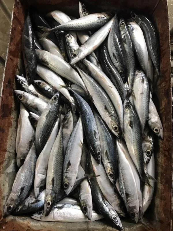 
Good Sale Frozen Pacific Mackerel 