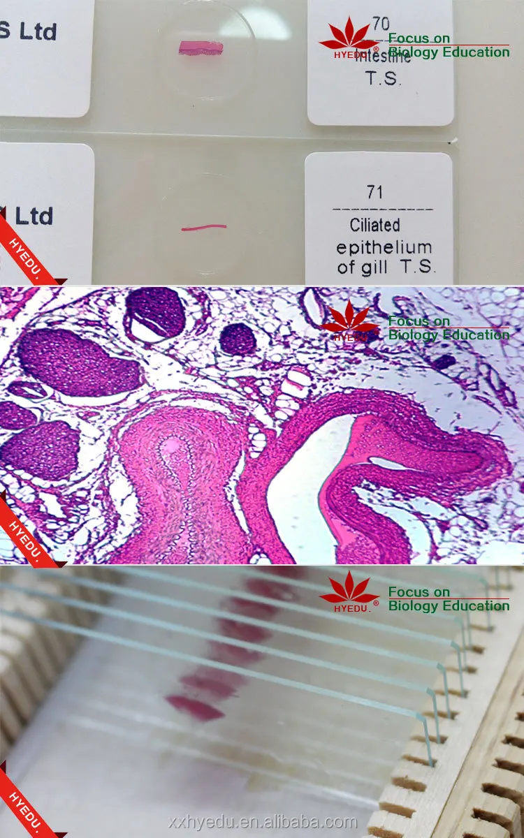 High Quality Tissue Prepared Slides Biology Microscope Glass Human