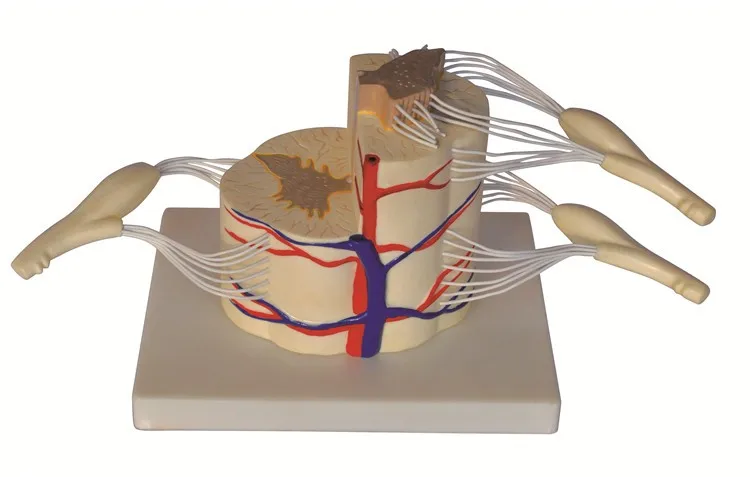 Modelo De Cordón Vertebral Y Parcial - Buy Modelo De Anatomía,Modelo Médico, Modelo Educativo Product on 