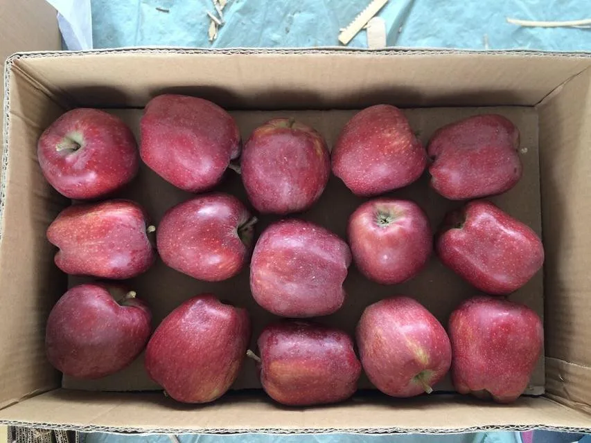 huaniu apple (12).jpg