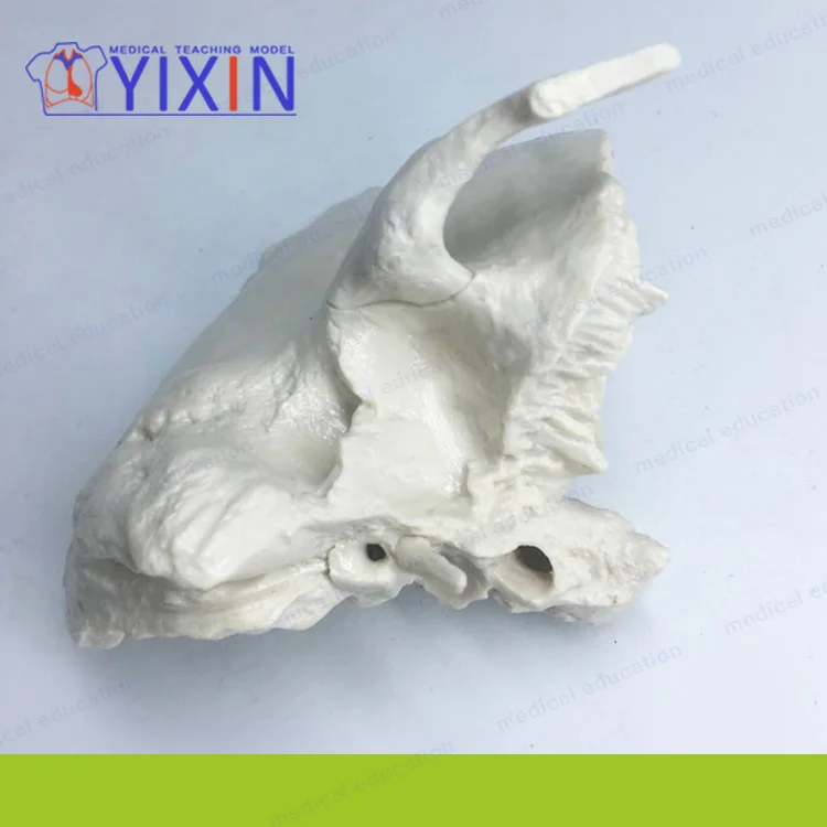 
Advanced Human Temporal Bone Anatomical Magnification Model, Medical Science and Education Model, Human Temporal Bone Magnificat 