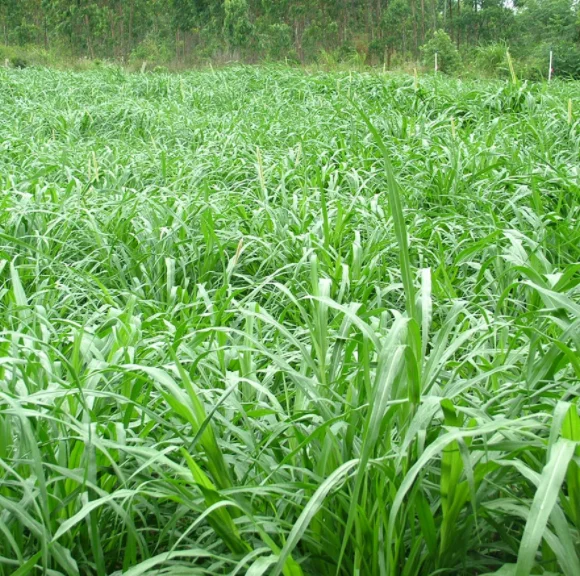 High Yield Forage Brachiaria Decumbens Seeds/brachiaria Eruciformis ...