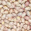 Organic kidney bean