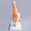 medical education type and human anatomy skeleton model /life size knee joint