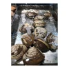 fresh and live Fresh Hokki shells