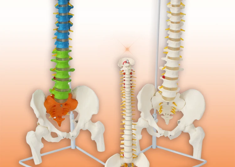 2 Anatomical model spine.jpg
