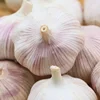 /product-detail/2019-fresh-garlic-wholesale-garlic-price-in-china-ajo-negro-62188747831.html