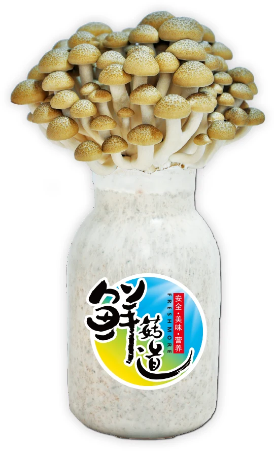 
fresh bottle planting shimeji beech mushroom 