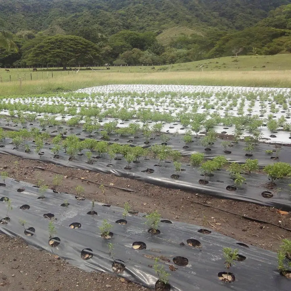 
pe agricultural black mulch film with holes 