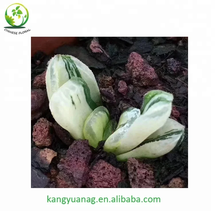 
Haworthia truncata variegata 
