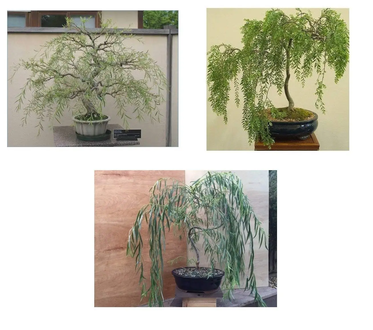 Cheap Small Weeping Trees Find Small Weeping Trees Deals On Line At Alibaba Com