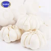 /product-detail/good-faith-garlic-supplier-garlic-importers-export-vegetables-60481633469.html