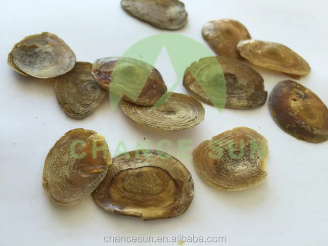 high quality topshell dried operculum seashells conch