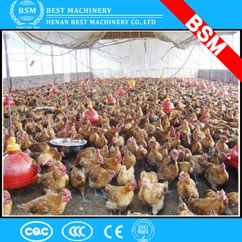 China Supplier Poultry Feeders And Drinkers For Nigeria Chickens