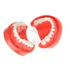 Top Selling Red Standard Plastic Dental Model of Teeth ZYR-7004