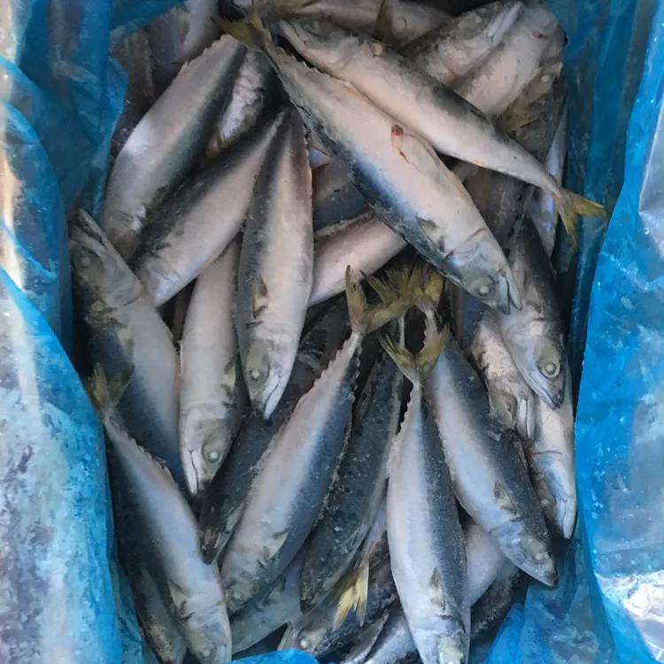
Frozen horse mackerel prices 