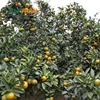 Wholesale 1st Class Price Sweet Navel Orange