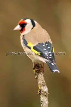 Hand carved wooden Goldfinch