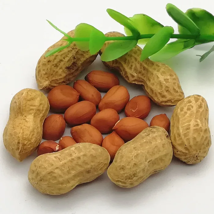 Арахис орех или боб