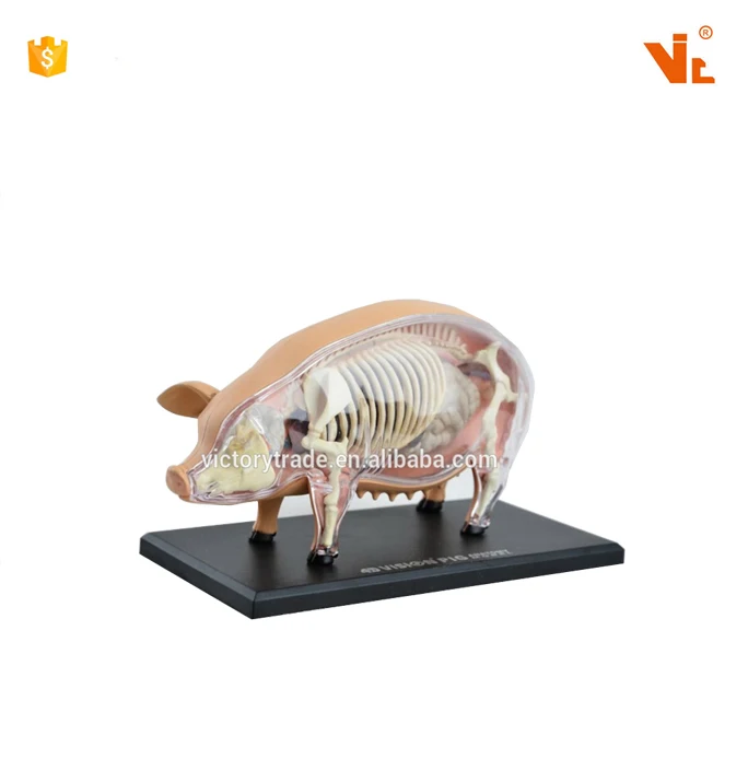V Am057 4d Master動物豚標本解剖学的モデル Buy 解剖モデル 動物解剖モデル Product On Alibaba Com