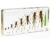 Life Cycle of Grasshopper Growing Story Animal Specimen School Biological Teaching Aids And Learning Resources
