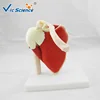 Life Size Muscled Shoulder Joint medical science model