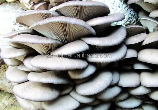 
Dried Oyster Mushroom 