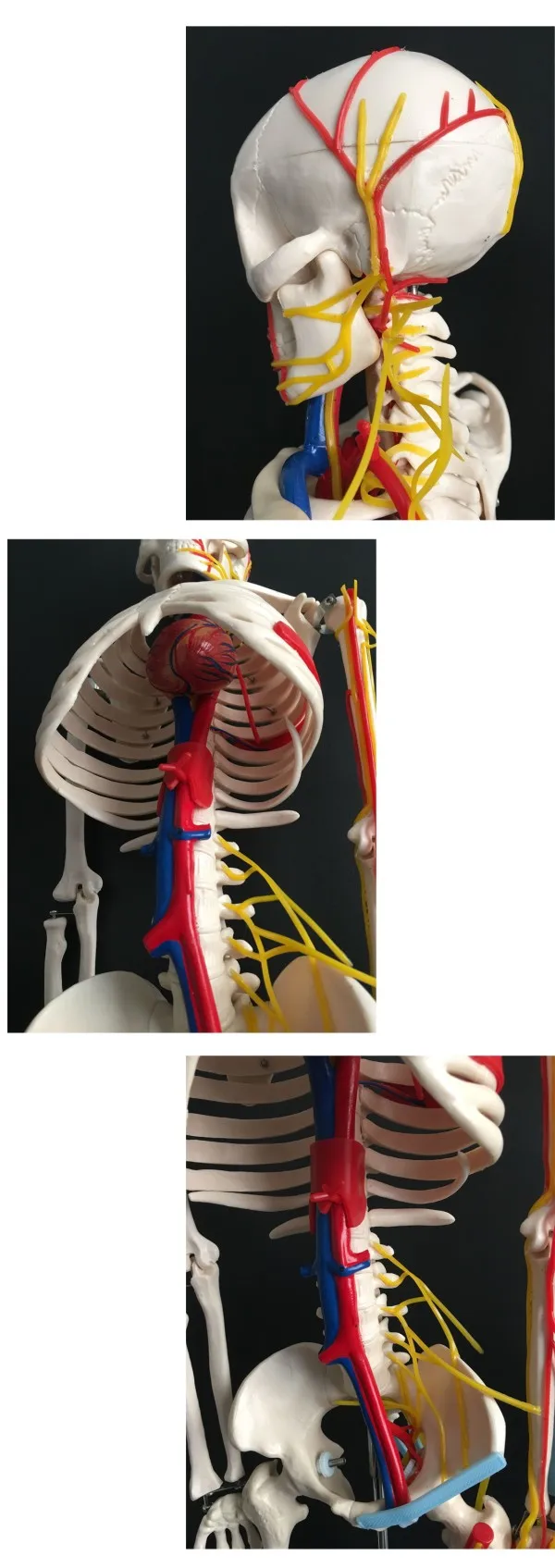 skeleton.jpg
