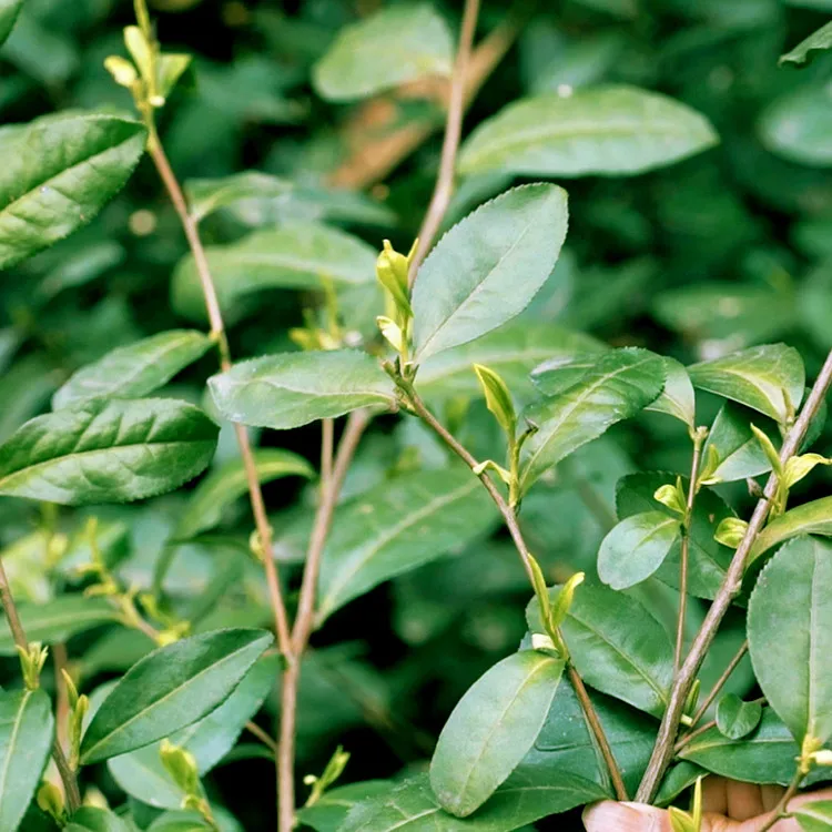 Selected Chinese Tea Gift Organic Bi Luo Chun GreenTea Biluochun pi lo chun - 4uTea | 4uTea.com