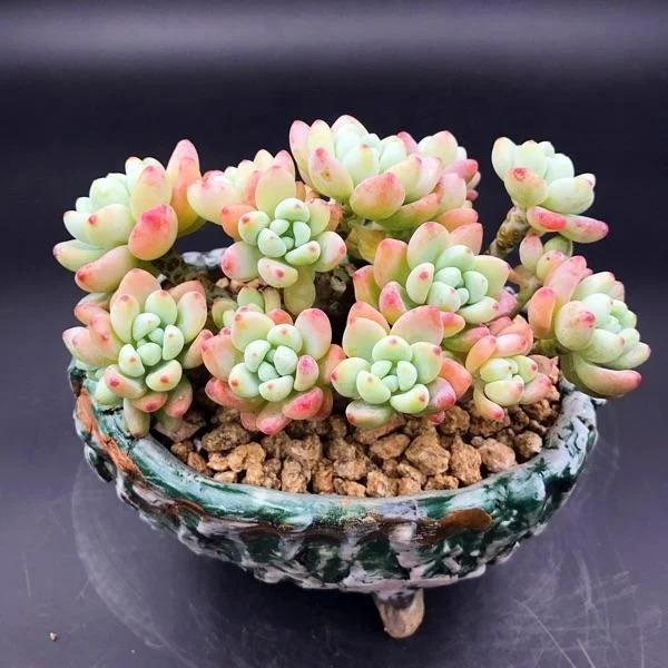 
Chinese Wholesaler Echeveri Sedum Clavatum Succulent Plants with Cheap Price 