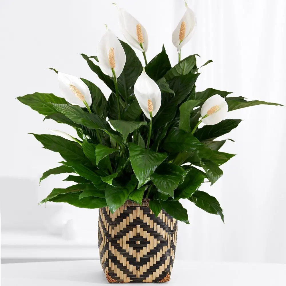 Cheap Floor Plants Indoor Find Floor Plants Indoor Deals On Line