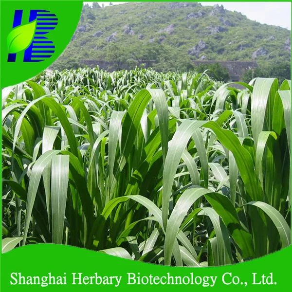 
2020 New Gaodan Grass Seeds, Sudan Grass Seeds For Animal Feed 