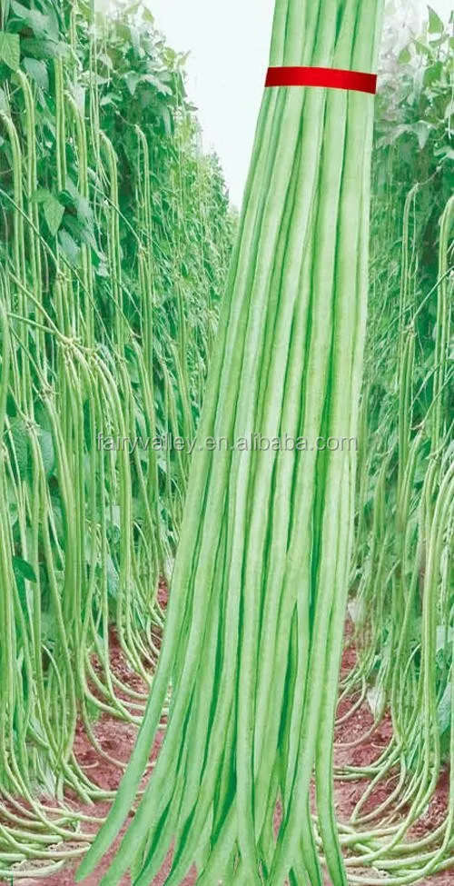 2016 hot sale hybrid cowpea seeds for growing-sunon