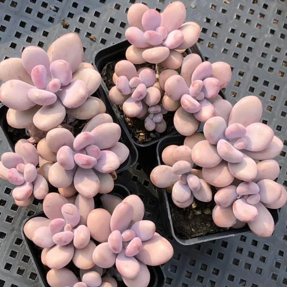 
Wholesale Succulent Graptopetalum amethystinum with stem 