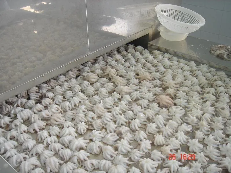 
FROZEN WHOLE CLEAN BABY OCTOPUS FROM VIET NAM 