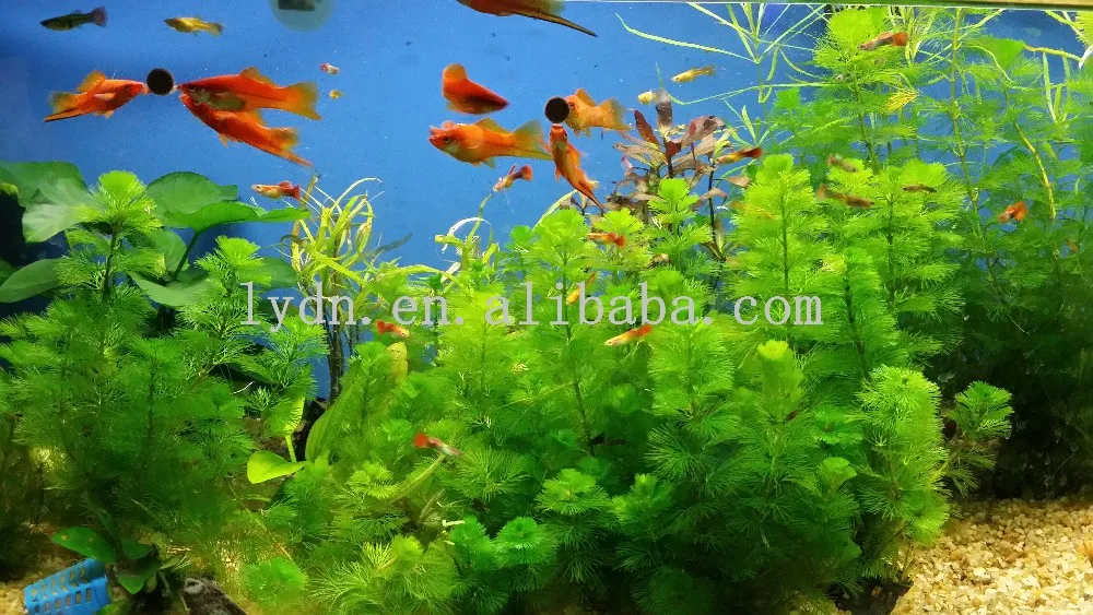 Aquarium Accessories For Aquarium Live Plants In Fish Tank 