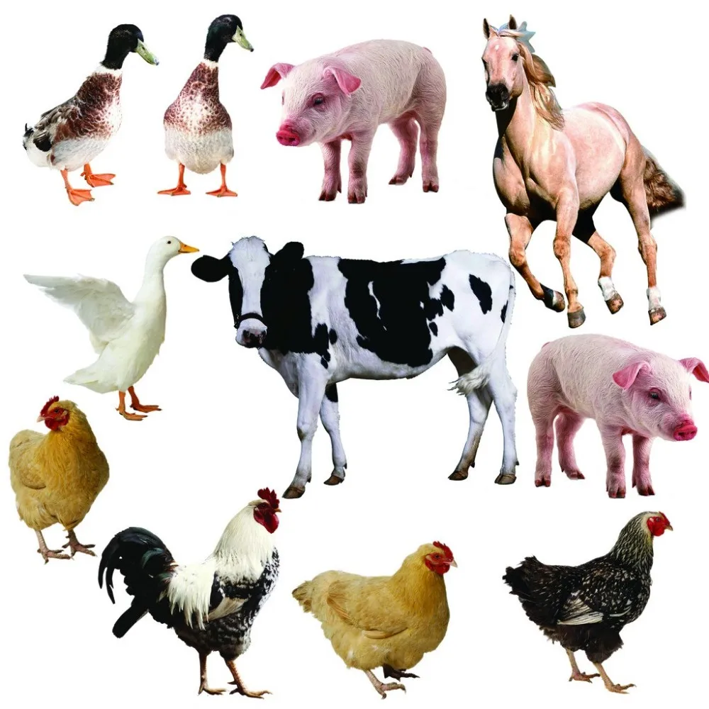 Лошади коровы и куры. Коровы свиньи куры. Сельскохозяйственные животные и птицы. Корова свинья курица. Коровы овцы куры.