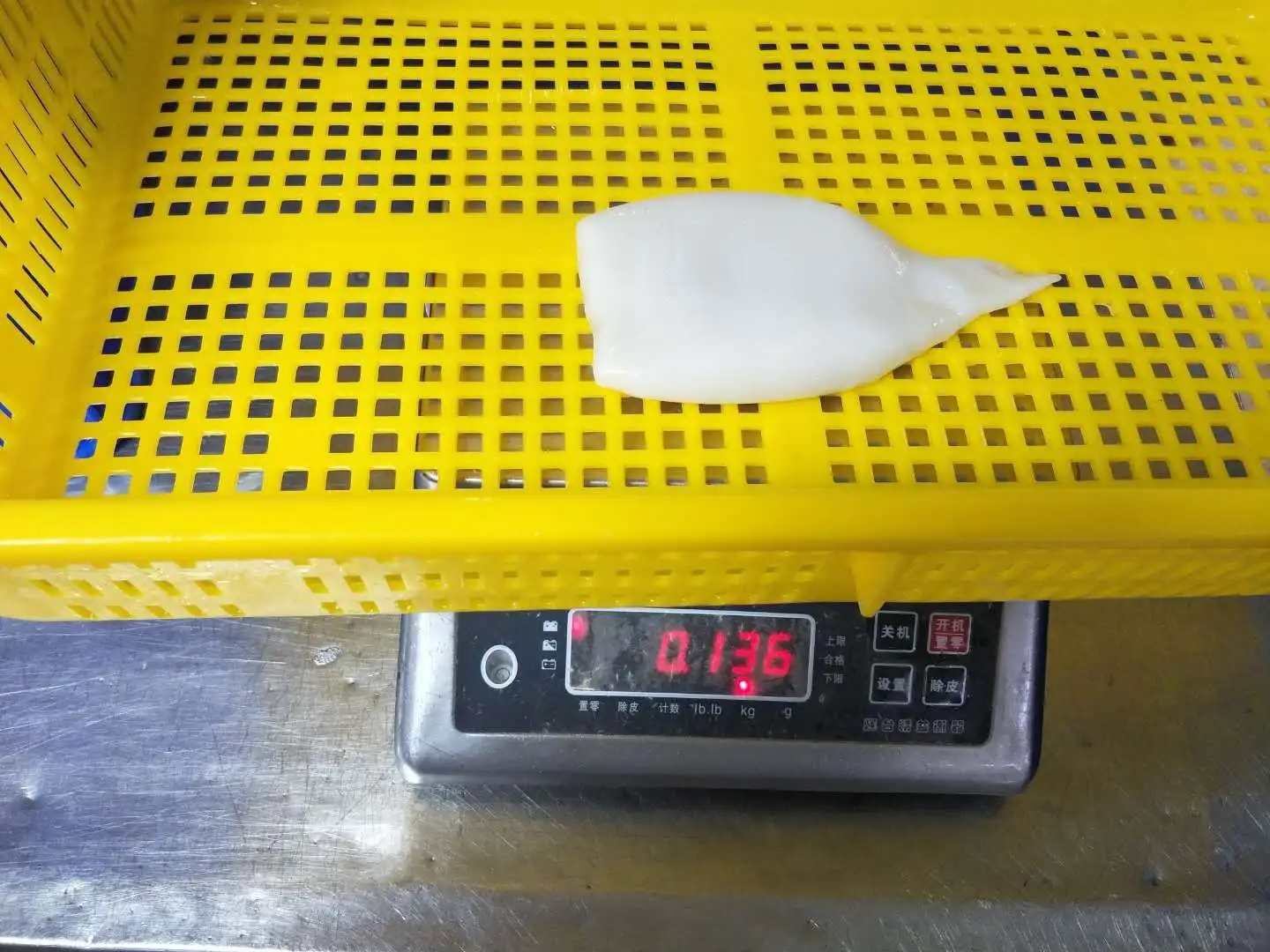 
Frozen Giant Squid Tube U3 U5 