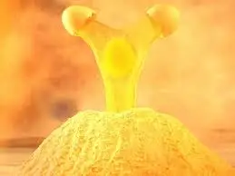 
high quality pure Whole egg powder factory price 