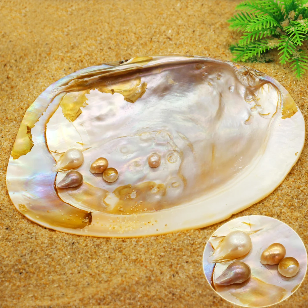 

AAA Good Quality Pearl Mother Big Freshwater Oyster Shell Surface Smooth Chinese Oyster Pearl Wholesale