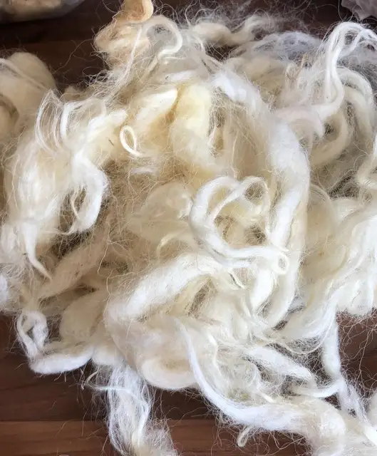 Chemical Free Natural Unprocessed Fleece #24-16.4 Micron SUPERFINE and COATED White Merino Fleece Super Soft Raw Wool