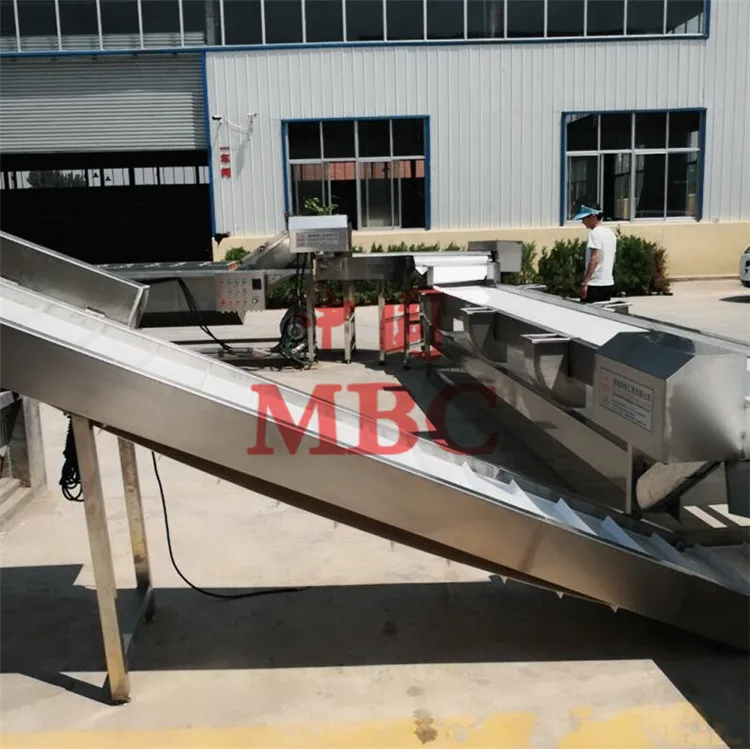 cucumber processing .jpg