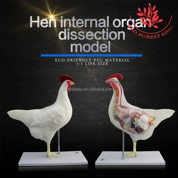 Model Pertanian Hewan Perempuan Ayam Hen Anatomi Referensi Dokter Gambar