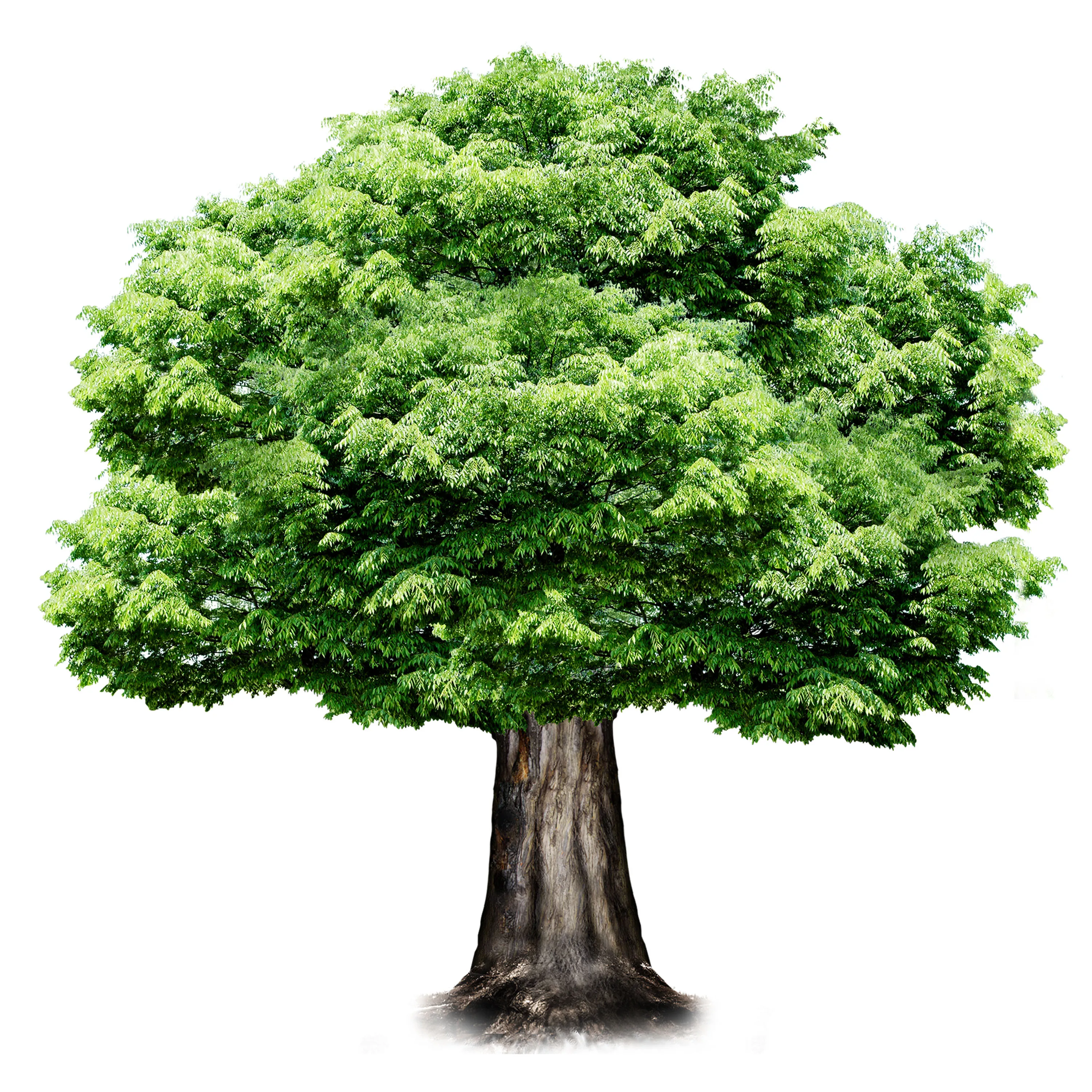 Дерево Зеленое