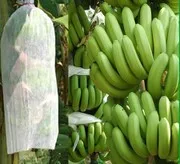 agriculture roll/100% polypropylene agriculture product eco-friendly nonwoven banana