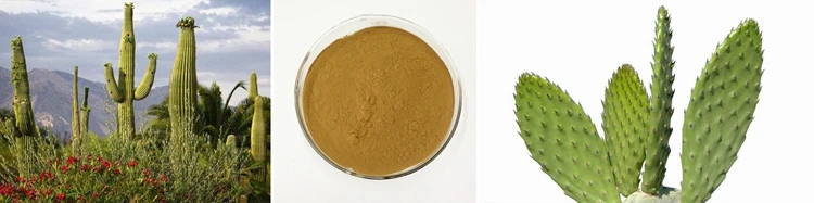 Wholesale Herbal Prickly Pear Nopal Cactus Powder.jpg