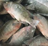 Best Quality arm Raised Tilapia Fish 100-200g for Africa market