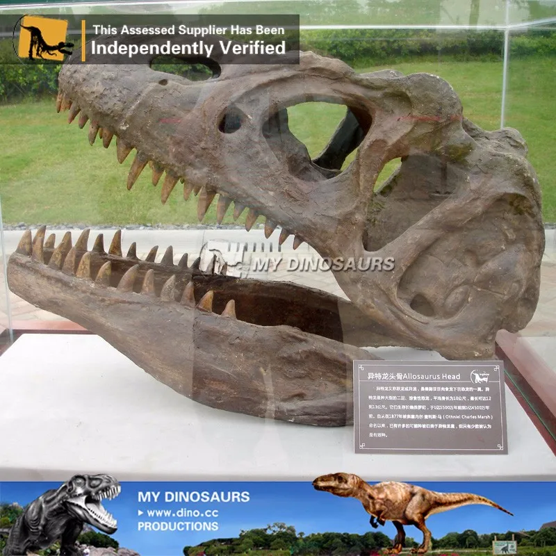 life size dinosaur skull replicas for sale