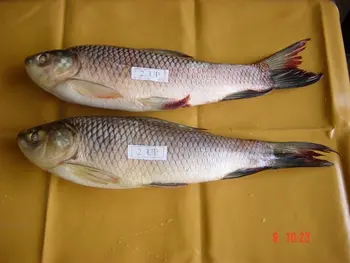 Beku Rohu Ikan Myanmar Buy Ikan Yang Didinginkan Dalam Es Myanmar Makanan Dan Minuman Makanan Laut Product On Alibaba Com