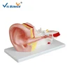 Best Selling Medical Human Ear Anatomy Model